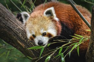 Un piccolo panda