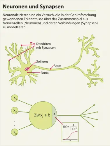 Analogie zwischen biologischem und künstlichem Neuron (Quelle: https://www.heise.de/select/ct/2016/6/1458191210995647) 